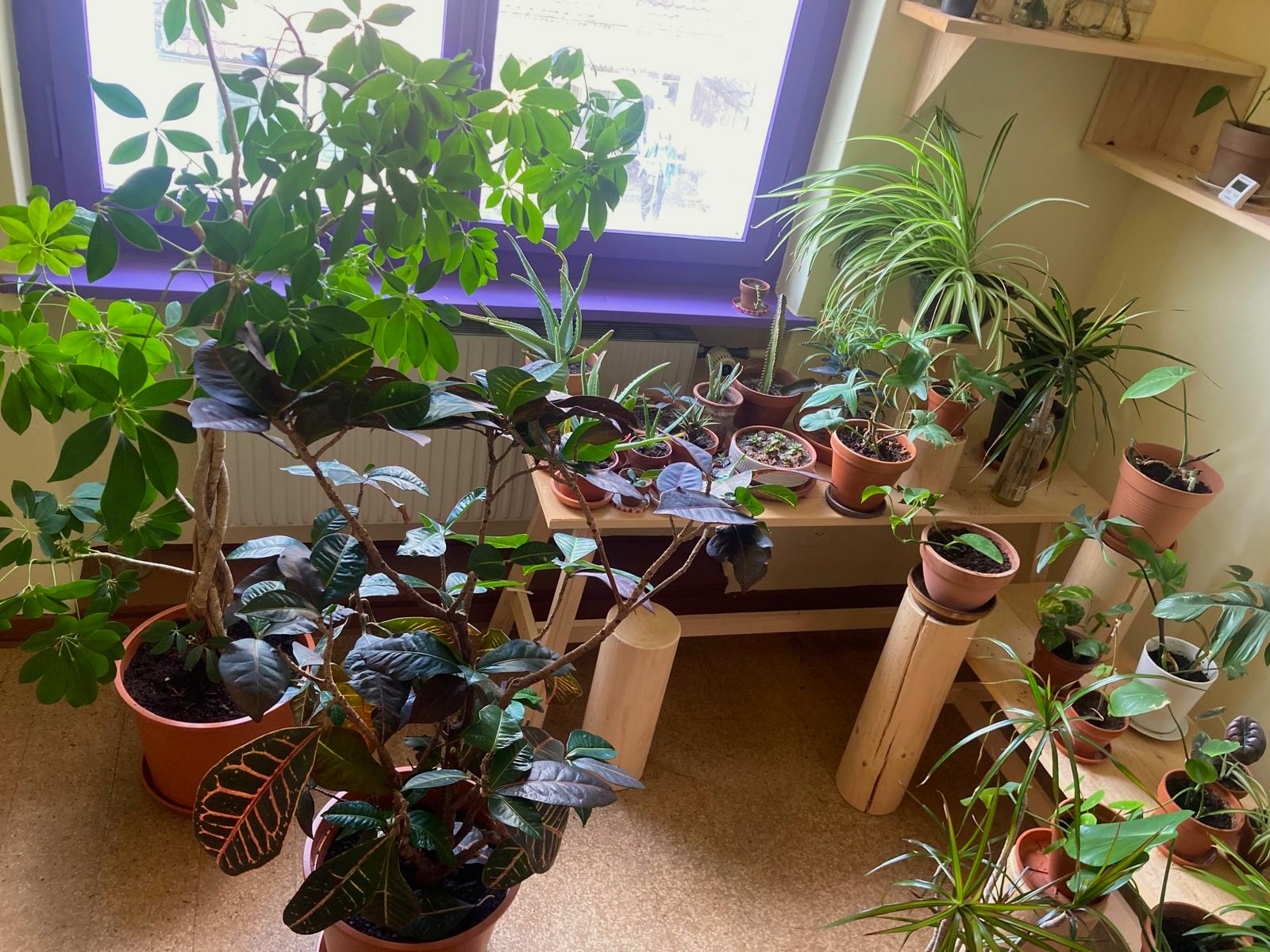 Pflanzentausch La Blatt Biel Schaufenster