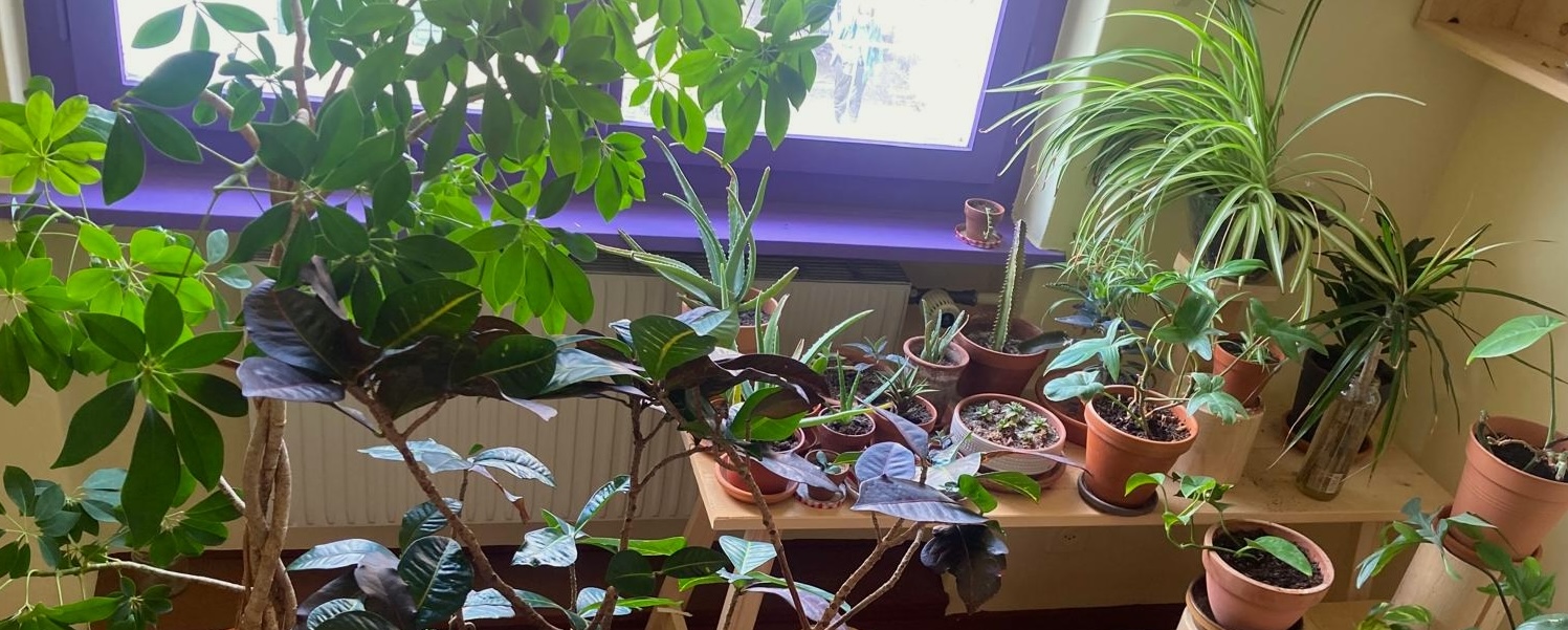 Pflanzentausch La Blatt Biel Schaufenster